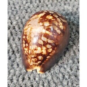 Cypraea Sea Shell Dark Leopard Tiger Pattern 3.25 Inches (82mm) Vtg